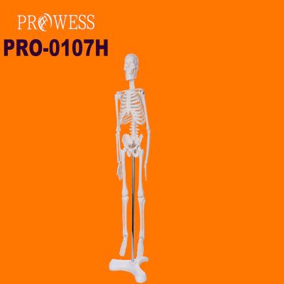 China Medical School Bilological PRO-0107H 45cm Movable Full-Bone Color Human Skeleton Model Teaching Tool for Physiological Education and Human Skeletal System for sale