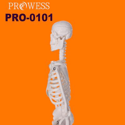 China Detailed Anatomy Structures PRO-0101 Hot Sales Standard Unbreakable Life Size Skeleton Stable Stand 170cm Tall PVC Adult Plastic Human Skeleton Model for sale