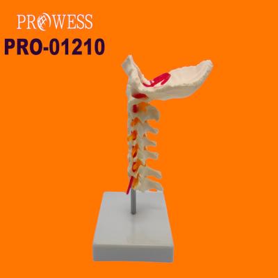 China Low Price High Quality Hot Realistic Realistic Low Price Human Simulation Human Simulation PRO-01210 Direct Cervical Spine Model Life Size With Neck Artery for sale