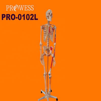 China Full Body Colored Muscle Human Anatomical Skeleton Model 180cm Vivid Medical Science 85cm Hospital Clinic University PRO-0102L Full for sale