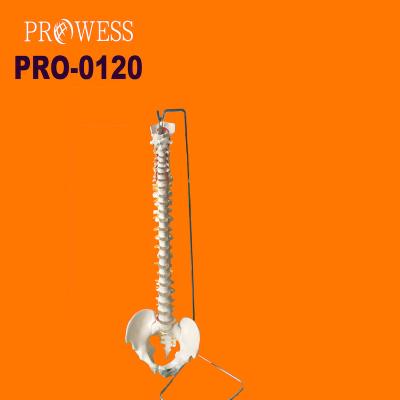 China Durable Life Size PRO-0120 Human Spine Spine With Pelvis Femur Heads Model for sale