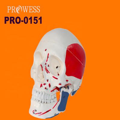 China Hospital Clinic University PRO-0151 Large Natural Skull With Muscle Staining Model/Head Human Life Size Plastic Skull Anatomical Teaching Model for sale