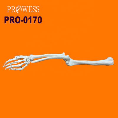 China PRO-0170 High Quality Medical Model Life-Size Upper Limb Skeletal Model Bilological Medical School for sale