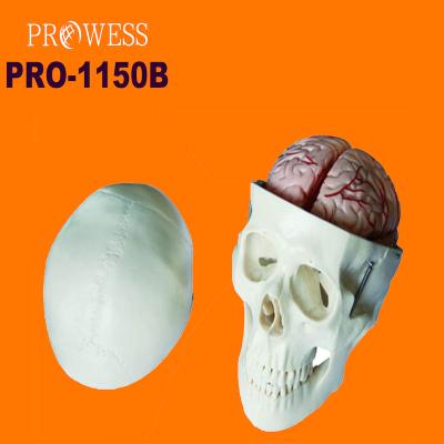 China Detailed Anatomy Structures PRO-1150B High Quality 1:1 Adult Scientific Educational Medical Anatomical Human Skull Model With 8 Parts Brain Model for sale