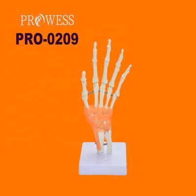 China Teaching Application: Best Selling Medical Faculty PRO-0209 Functional Life Size Joint Hand Skeleton Plastic Skeletal Model Hand Human Body Torso Anatomy Model for sale