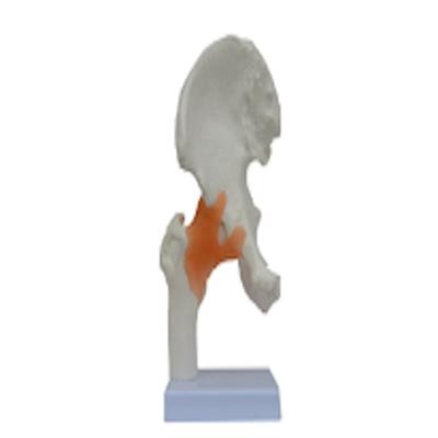 China Hospital Clinic University PRO-0204 Medical Science Life Size Hip Joint Anatomical Model for Teaching and Learning with Best Price Teaching Models for sale