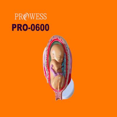 China Detailed Anatomy Structures Model PRO-0600 8 Stages Fetal Development Embryonic Model Fetal Development Model for sale