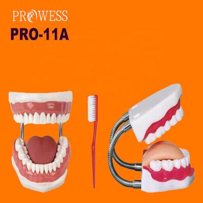 China Low Price Medical Realistic Comparative Observation Hot Selling Manikins PRO-11A Medical Dental Nursing Model (5 times) for sale