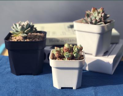 China Mini Traditional Plastic Succulent Planter With Black White Square Flowerpot Tray Desktop Decoration Planter Small Plastic Thickened for sale