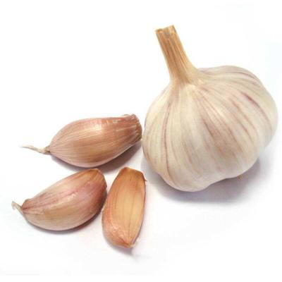 China Good quality 4p pure white garlic natural garlic fresh garlic wholesale in low price for sale for sale