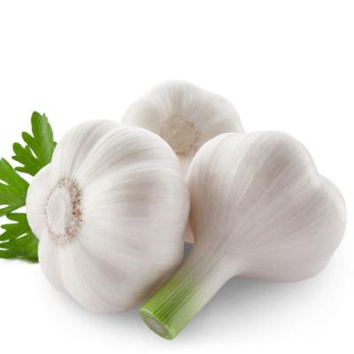 China Bulk Factory Wholesale Price Chinese Fresh Garlic Fresh Garlic for sale