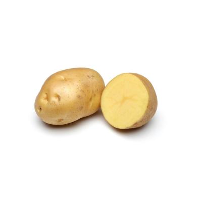 China Fresh cheap professional potato fresh soft fresh potatoes with lowest price from china for sale