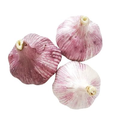 China Common Factory Wholesale Price Fresh White Purple Garlic Bulk Garlic For Sale Multiple Specifications for sale