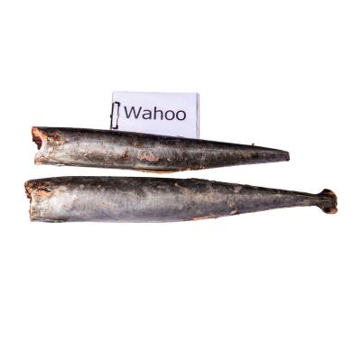 China Fengsheng Super Wholesale High Quality Low Fat Frozen Seafood Wahoo Gluten Free Whole Fish for sale