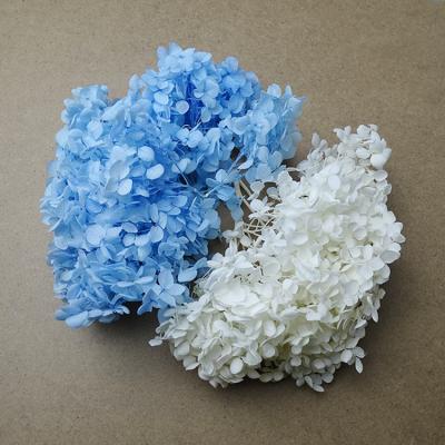 China Home Party Wedding Decoration Layout Forever Preserved Real Anna Party Hydrangea Centerpiece Decor Hydrangea Restaurant Home Decoration Dried Flowers for sale