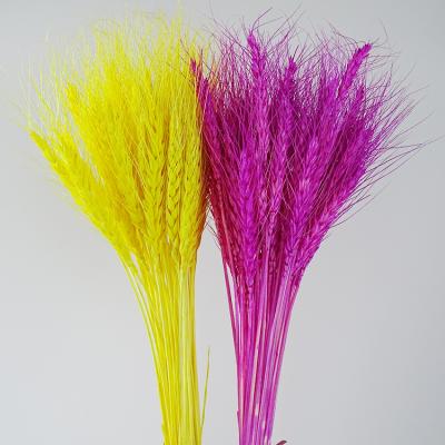 China Factory Wholesale 65cm Home Party Wedding Decoration Natural Preserved Multicolor Ears of Wheat Ears Dried Flower Wheat for Flower Wedding Home Decoration Day for sale