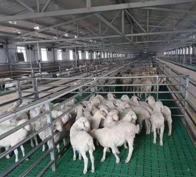 China Farms High quality goat farm sheds design goat house farm sheds plastic pallets for goat farming for sale