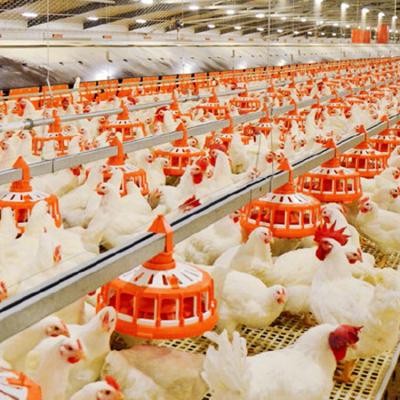 China Poultry Farm Chicken Broiler Poultry Feeding Line And Drinking Line Feeder Pan Automatic Equipment for sale