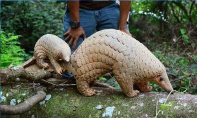 China brand and trademark pangolin sculptures statues of fiberglass nature painting as decoration statue in garden theme park for sale