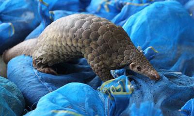 China public art large pangolin sculptures statues of fiberglass nature painting as decoration statue in garden theme park for sale