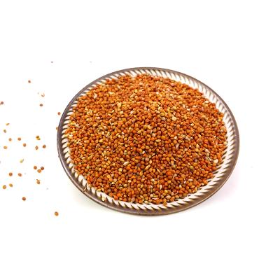 China Broomcorn Millet Dry Red Italy Millet For Bird Food for sale