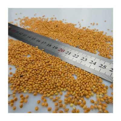 China Top Level Dry Yellow Broomcorn Millet for Food and Feed Grade for sale