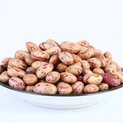 China Wholesale High Quality Red Speckled Light Speckled Lotus Bean Dry Dwarf Bean for sale