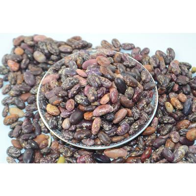 China Good Quality Non GMO Dry Suitable Price Spotted Bush Beans Purple Spotted Bush Beans for sale