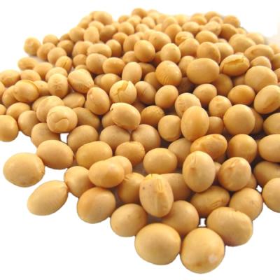 China Wholesale high quality fresh dry nutritious soybean dry food soymilk raw material for sale