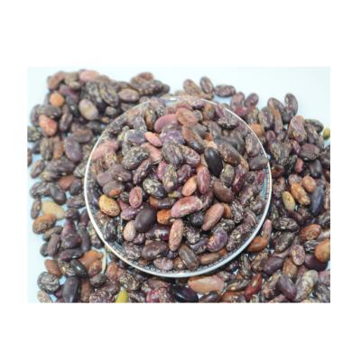 China Wholesale Good Prices Best Selling Dried Purple Spotted Bush Beans for sale