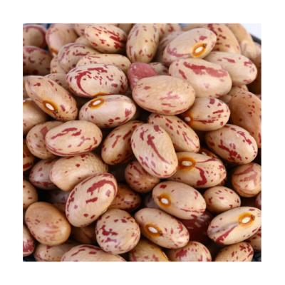 China Dry Bulk Packing 25kg Weight Light Spotted Bush Beans for sale