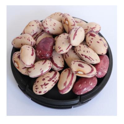 China 99% Purity Dry Round Shape Palses Light Dwarf Dwarf Beans From lskb for sale