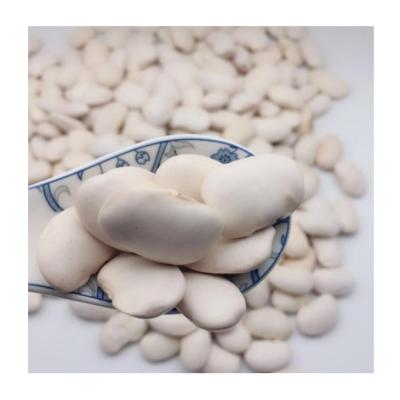 China Hot Selling Chinese Culture Dry White Sugar Beans Export White Dwarf Beans New for sale