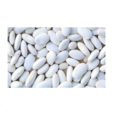 China Kidney Bean Organic Bulk Dry White High Quality Natural Cultured White Beans for sale