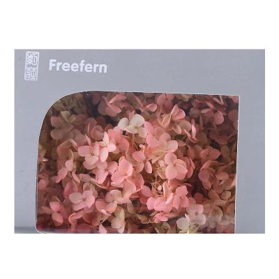 China Environmental protection high quality pink green gradient wholesale hydrangea preserved flowers for sale