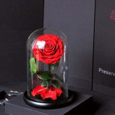 China Real Fresh Preserved Rose Glass Dome Rose Fresh Roses In Bloom H20 / D12cm for sale