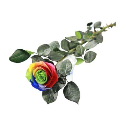 China Natural Real Preserved Stem 65cm Rose Wedding Flower Decoration Stabilized Forever Plants Preserved Long Stem Roses And Leaves 65cm for sale