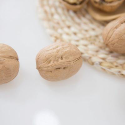 China Chinese top grade dried walnuts 185 Xinjiang inshell wholesale price for sale