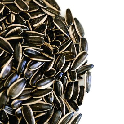 China Dry Black Mongolia Hulled Sunflower Seeds 363 Seed For Human Consumption Non GMO Corn for sale