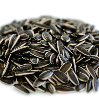 China 2021 new crop dry raw sunflower seeds 363 with factory competitive price for export for sale