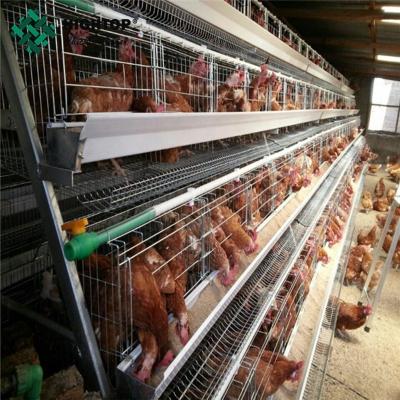 China best sale long life span galvanized chicken layer cage for Bangladesh poultry chicken farming increasing eggs production for sale