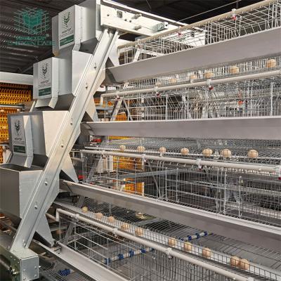 China Automated Poultry Farm Equipment A Type Layer Chicken Cage System With Automatic Feeding System for sale