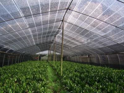 China Máquina de confecção de malhas de alta velocidade de Raschel, máquina vegetal da fatura líquida da agricultura da estufa à venda