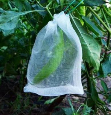 China De Breiende Machine van hoge Precisieraschel voor Installatie die het Plantaardige Beschermende Netto Maken kweken Te koop