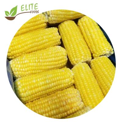 China IQF Frozen Sweet Corn on the Cob Best Sellers in Frozen Corn for sale