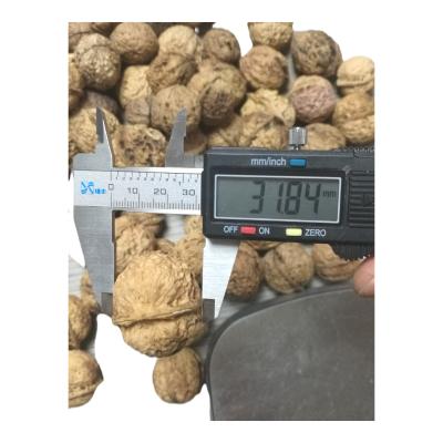 China Nature Healthy Food Thin Shell Mountain Walnut Yunan Walnut Dry Inshell for sale