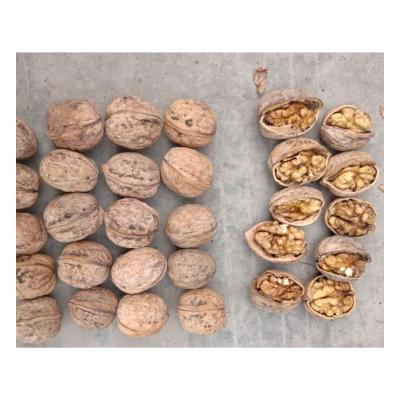 China Xinjiang Chinese Unwashed 32mm Dried Nuts Xingfu Dried Walnut for sale