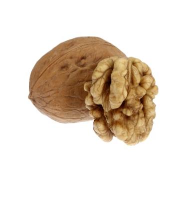 China Dried most popular top grade natural raw walnut kernel nutritious kernel for sale for sale