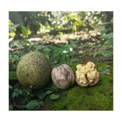 China Organic Nutritious! Costs ! New ! 2021 new season walnut Beifang North China non-chemical no pollution for sale