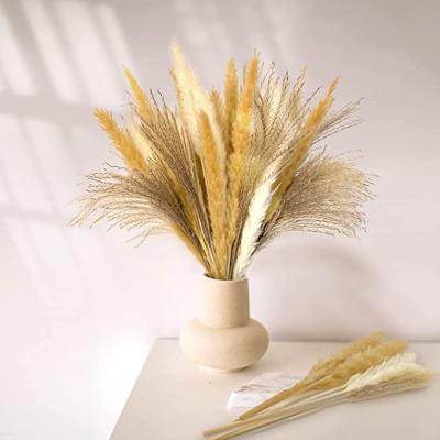 China Decoration Supplies Custom Dried Pampas Flowers and Plants Bouquet for sale